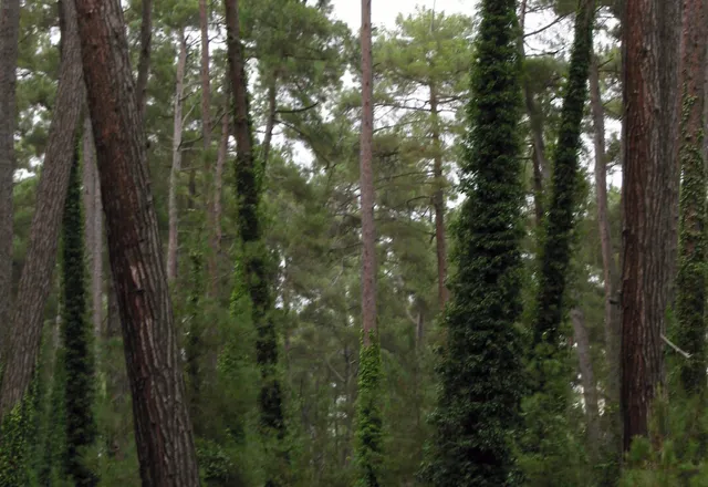 Реликтовая сосновая роща в Пицунде
